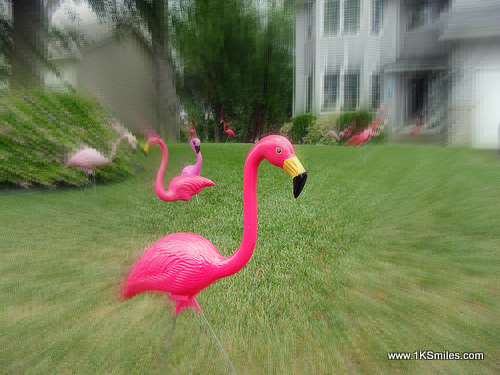 yard flamingos house
