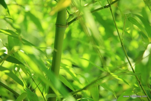bamboo closeup troy swezey