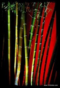 bamboo colorful