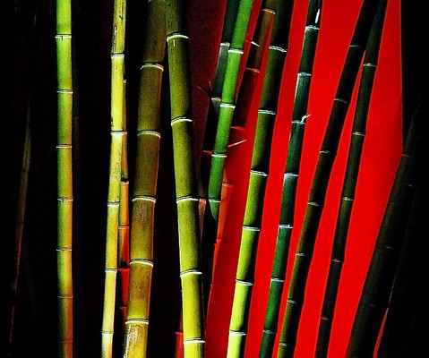 bamboo colorful