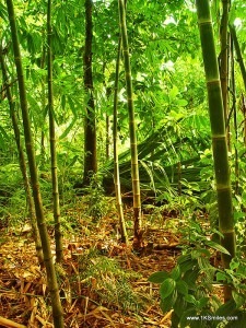 bamboo forrest panda japan china bali