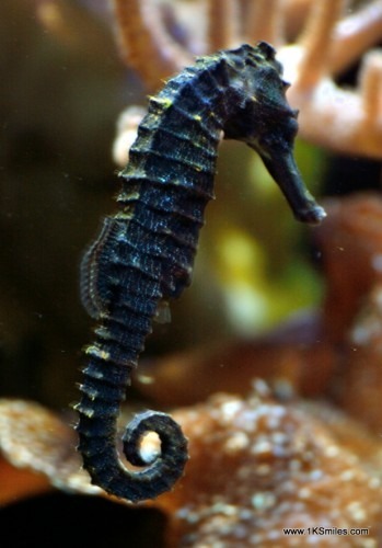 seahorse right sea horse