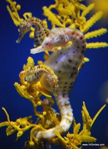 seahorse yellow troy swezey
