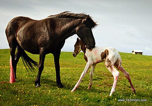 standing up first time horse 1ksmiles