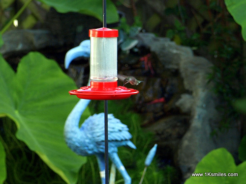 hummingbird feeder flamingo