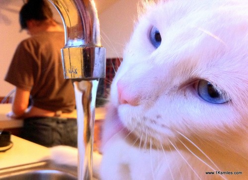 indoor plumbing cat drinking faucet