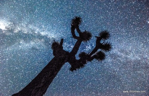 troy swezey star stars starry starlight sky joshua tree 5