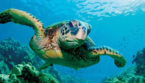 sea turtle