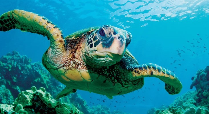 sea turtle