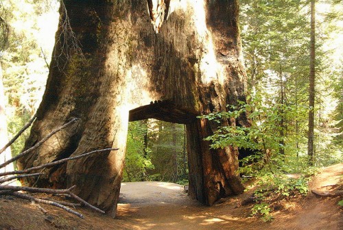 sequoia tree hole