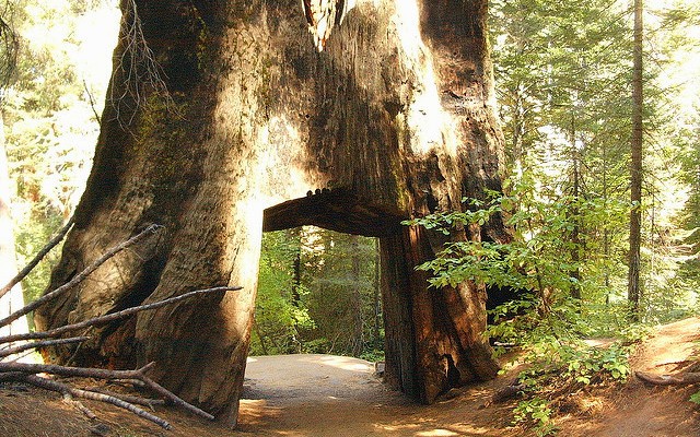 sequoia tree hole