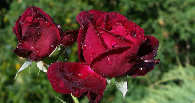 raindrops on roses swezey