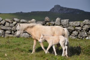 cream colored ponies stone wall swezey