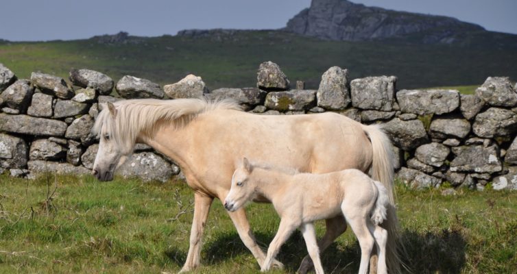 cream colored ponies stone wall swezey