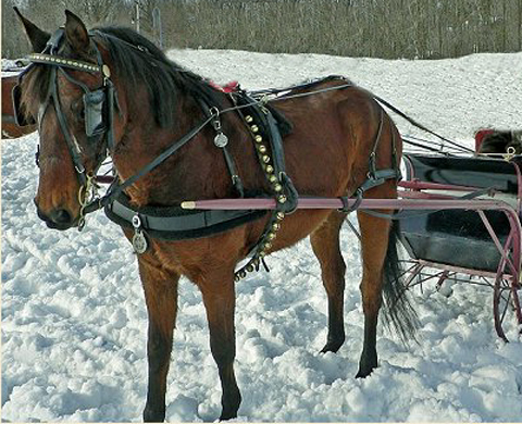 sleigh bells horse swezey