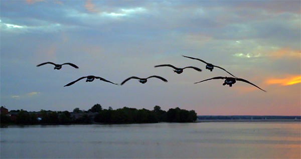 Wild geese that fly with the moon on their wings