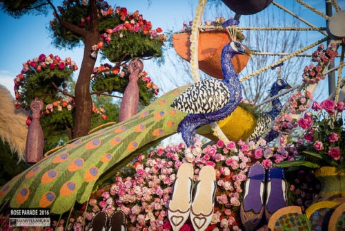 Rose Parade Tournament of Roses Parade float peacock bird