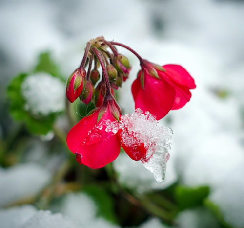 silver white winters red flowers