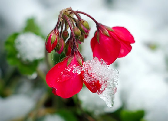 silver white winters red flowers